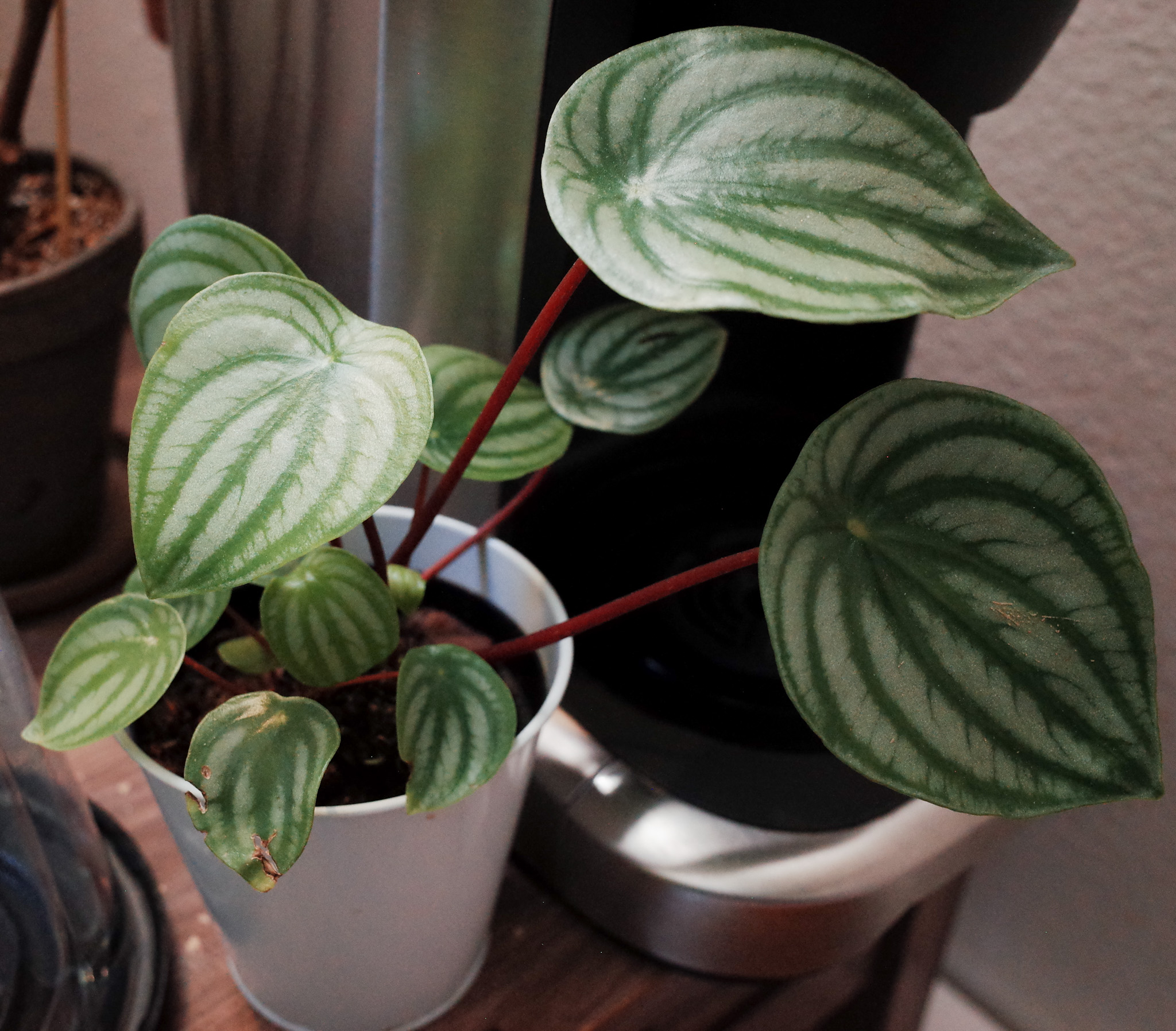 Watermelon Peperomia